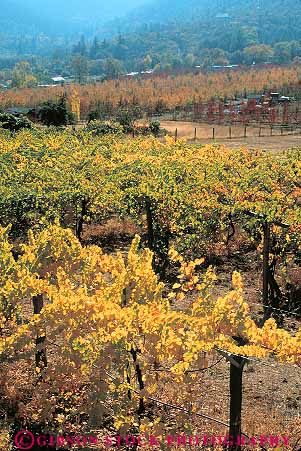 Stock Photo #13400: keywords - autumn color fall grape jackson landscape landscapes northwest oregon plant plants scenery scenic scenics season vert vine vines vineyard vineyards yellow