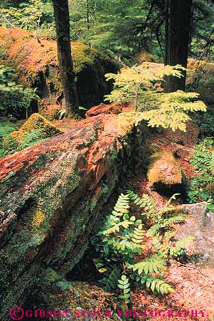 Stock Photo #13401: keywords -  climate conifer coniferous falls floor forest forests landscape landscapes lush moist northwest of oregon plant plants rain rainforest scenery scenic scenics temperate tree trees verdant vert watson