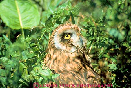 Stock Photo #11259: keywords -  animal animals bird birds carnivore eye face feathers foliage head horz in oregon owl owls portland predator