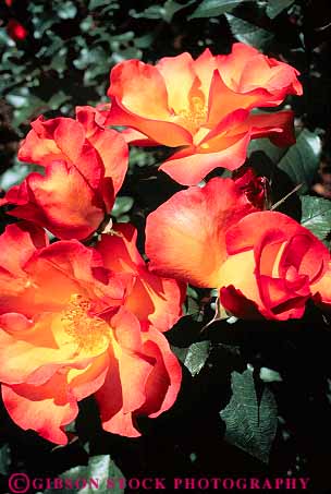 Stock Photo #11260: keywords - array blossom blossoming blossoms botanical bright cluster colorful flower flowering flowers garden gardens group in international oregon portland red rose roses test vert yellow