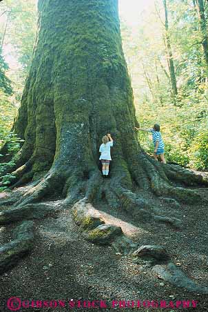 Stock Photo #13409: keywords -  beach big biggest cannon children conifer coniferous conifers forest forests giant gigantic girl girls holder huge landscape landscapes large largest northwest oregon people record scenery scenic scenics sitka spruce summer superlative superlatives tall tallest tree trees vert worlds