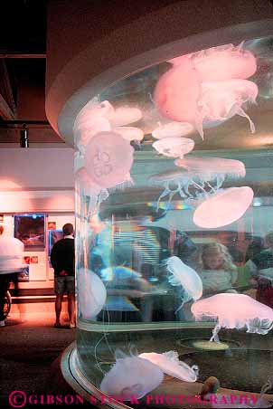Stock Photo #13413: keywords - animal animals aquarium aquariums aurellia coast coastal coelenterate display displaying displays invertebrate invertebrates jellyfish life marine moon newport ocean oregon public sea vert