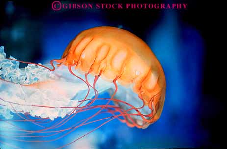 Stock Photo #13415: keywords - anemones animal animals aquarium aquariums brown chrysaora coast coastal coelenterate delicate display displaying displays golden horz invertebrate invertebrates jellyfish life marine newport ocean oregon public sea sting stinging tentacle tentacles yellow