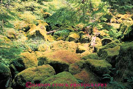 Stock Photo #13421: keywords -  climate conifer coniferous conifers covered floor forest forests green horz landscape landscapes lush moist moss natural nature near northwest oregon rainforest river rocks scenery scenic scenics summer temperate tree trees umpqua verdant wet