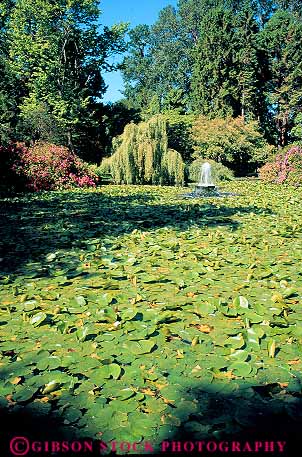 Stock Photo #13438: keywords -  beacon british canada columbia destination fountain hill in lake lakes municipal northwest park parks plant plants pond ponds public travel vegetation vert victoria waterlilies waterlily
