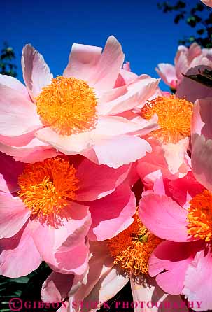 Stock Photo #13464: keywords - attraction blossom blossoming blossoms botanic botanical british buchart butchart canada color colorful columbia cultivated cultivation flower flowering flowers garden gardens landscaping northwest peony pink plant plants public spring summer tourist vert victoria