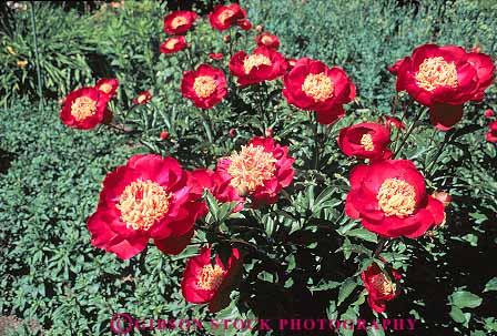 Stock Photo #13465: keywords -  attraction blossom blossoming blossoms botanic botanical british buchart butchart canada color colorful columbia cultivated cultivation flower flowering flowers garden gardens green horz landscaping northwest peony pink plant plants public red spring summer tourist victoria