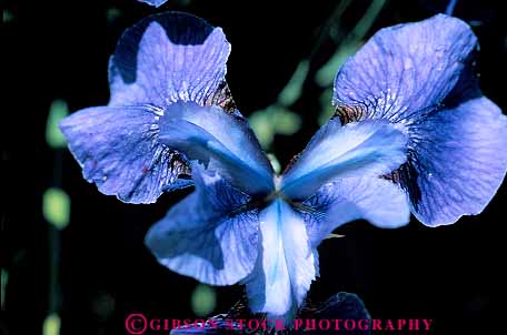 Stock Photo #13466: keywords - attraction blossom blossoming blossoms blue botanic botanical british buchart butchart canada close color colorful columbia cultivated cultivation flower flowering flowers garden gardens horz iris landscaping northwest pink plant plants public purple spring summer tourist up victoria