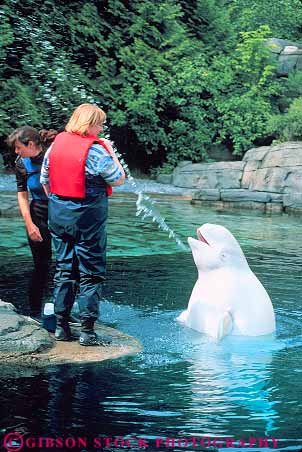 Stock Photo #12073: keywords -  albino aquarium aquariums beluga british canada captive captivity columbia display exhibit mammal mammals marine municipal people pool public recreation show shows splash splashes tank vancouver vert visitor whale whales white