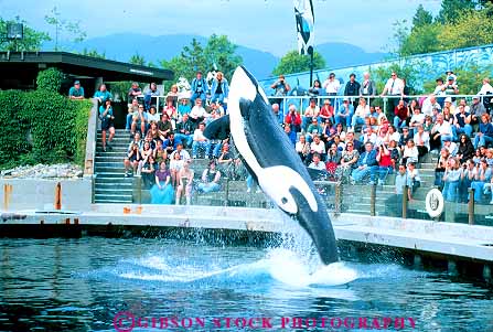 Stock Photo #12394: keywords -  aquarium aquariums audience british captive captivity cetacea cetacean columbia horz jump jumping jumps killer large leap leaping leaps mammal marine perform performing performs public show showing shows vancouver whale