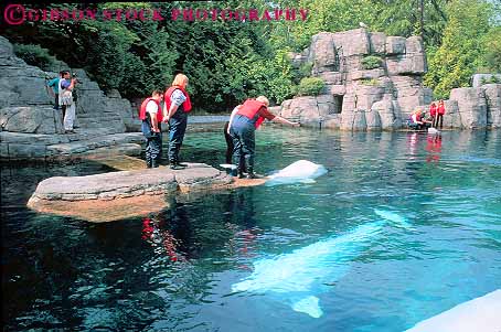 Stock Photo #12395: keywords - animal aquarium aquariums aquatic beluga british captive captivity cetacea cetacean columbia horz mammal mammals marine public vancouver visitors whale whales with