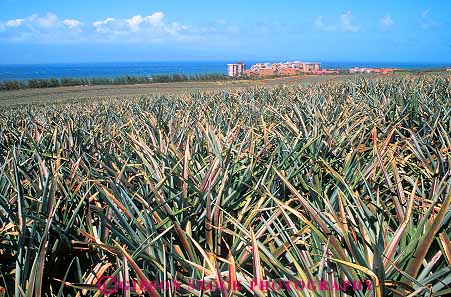 Stock Photo #13510: keywords -  agriculture and crop crops cultivate cultivating cultivation destination development fields hawaii hawaiian horz hotel islands kaanapali maui pineapple pineapples plant plants point pointed produce resort resorts sharp spine spiny travel urbanization