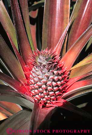 Stock Photo #13515: keywords -  agriculture crop crops destination developing development fruit fruits grow growing growth hawaii hawaiian islands maui pineapple pineapples plant plants pointed red sharp spiny travel vert