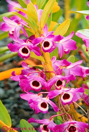 Stock Photo #8661: keywords -  beautiful beauty blossom blossoming blossoms botanical botany destination enchanted flower flowers garden gardens hawa hawaiian ii island islands maui nature orchid plant plants pretty purple resort resorts travel tropical usa vacation vert