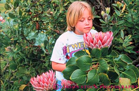 Stock Photo #8662: keywords -  blossom blossoming blossoms clouds destination farm flower flowers fragrance fragrant girl hawaii hawaiian horz island islands look looking looks maui nose odor protea released resort resorts rest smell sniff travel tropical usa vacation