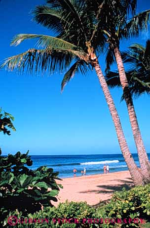 Stock Photo #3571: keywords -  beach hawaii kaanapali maui ocean outdoor palm people pristine recreation resort stroll summer sunshine surf swim tour travel tree vacation vert walk warm water