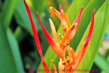 Stock Photo #8677: keywords -  beautiful beauty blossom blossoming blossoms close delicate destination flower flowers hawaii hawaiian heliconia horz island islands macro maui native nature orange pretty resort travel tropical usa vacation