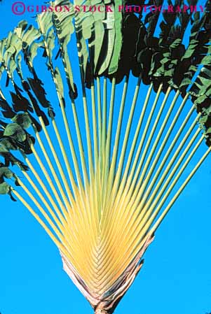 Stock Photo #8678: keywords -  bilateral bilaterally branch branches branching destination green hawaii hawaiian island islands maui nature palm pattern plant plants resort resorts symmetrical symmetry travel traveler tree trees tropical usa vacation vert