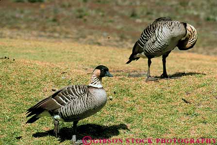 Stock Photo #13533: keywords - animal animals bird birds geese goose hawaii horz maui natural nature nene state