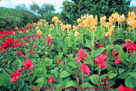 Stock Photo #13534: keywords - blossom blossoming blossoms canna colorful enchanted flower flowering flowers garden gardens hawaii horz in maui natural nature perennial plant plants red vegetation yellow