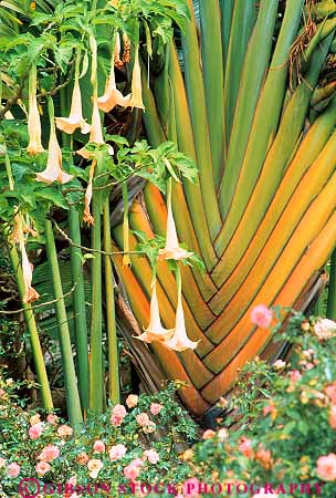 Stock Photo #13536: keywords - and blossom blossoming blossoms colorful different enchanted flower flowering garden gardens hawaii in maui mix mixed mixture natural nature of palm palms perennial plant plants traveler trumpet type types variety various vary varying varys vegetation vert