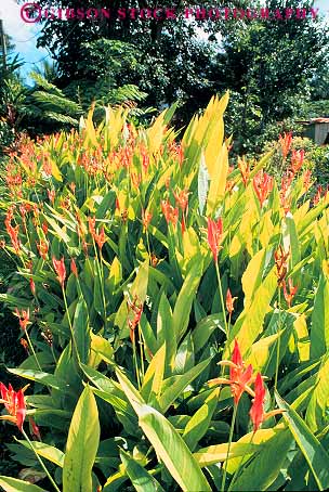 Stock Photo #13537: keywords - blossom blossoming blossoms colorful flower flowering flowers gardens haliconia hawaii maui natural nature orange perennial plant plants vegetation vert