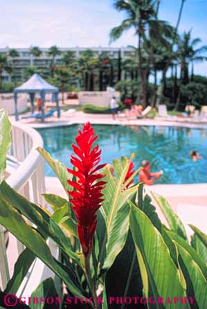 Stock Photo #8680: keywords -  background destination flower flowers focus ginger hawaii hawaiian island islands kea lani maui pool red resort resorts soft travel tropical usa vacation vert