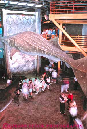 Stock Photo #8521: keywords -  americas aquarium aquariums artificial basking big destination hanging huge ine large life louisiana mar model new of orleans overhead people public recreation shark simulate simulated travel usa vacation vert