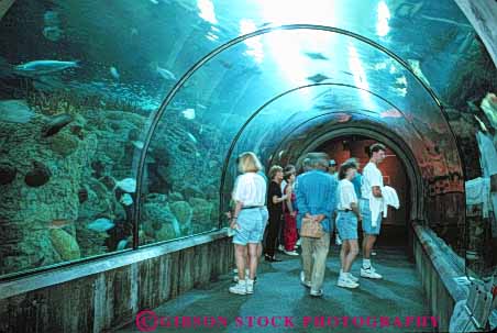 Stock Photo #8522: keywords -  americas aquarium aquariums curve curved destination horz life louisiana marine material new of orleans people plastic public recreation round synthetic tank through travel tube underneath unusual usa vacation walk