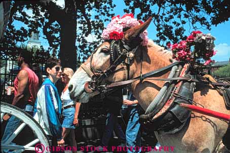 Stock Photo #8532: keywords -  animal carriage cute destination different flower flowers funny hat head horse horses horz louisiana new orleans peculiar recreation strange tradition traditional travel unusual usa vacation