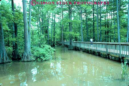 Stock Photo #13619: keywords -  bayou bayous boardwalk cross cypress deck decks ecology environment fishing freshwater habitat horz lake lakes louisiana march marches murky natural nature path people raised recreation shreveport silt south southern swamp swamps tree trees turbid walkway walkways water wood wooden