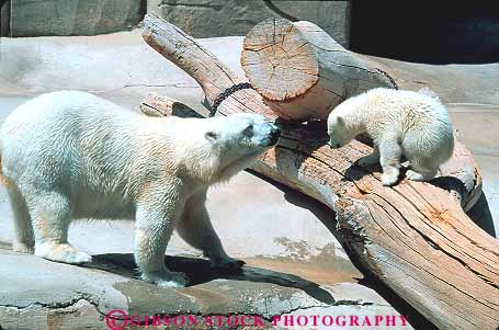 Stock Photo #12650: keywords -  adult and animal baby bear bears big carnivore child city contrast contrasting cub cubs cute difference different fur hogle horz lake large little mammal mother park parks polar public salt size summer utah white young zoo zoos