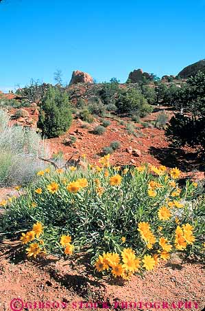 Stock Photo #13636: keywords -  arches blossom blossoming blossoms desert ears ecology environment exposure flower flowering flowers formation formations geologic geological geology habitat landscape landscapes mules national natural nature park parks plant plants public red redrock rough sandstone scenery scenic sedimentary slickrock spring utah vert wildflower wildflowers yellow