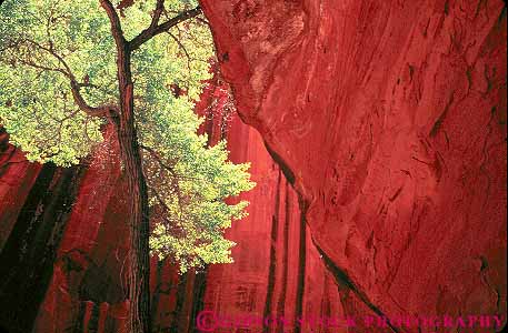 Stock Photo #12022: keywords -  abstract abstraction abstracts area canyon canyons choprock cliff color contrast contrasting contrasts cottonwood erode eroded eroding erosion escalante formation geologic geological geology glen green horz in national park parks recreation red river rock rocks sandstone slot southwest texture textures tree utah west western