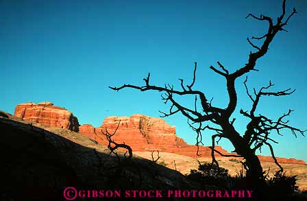 Stock Photo #13644: keywords -  branch branches branching canyonlands dead exposure formation formations geologic geological geology horz landscape landscapes national natural nature park parks public red redrock sandstone scenery scenic sedimentary silhouette slickrock tree trees utah