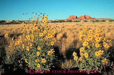 Stock Photo #13645: keywords -  blossom blossoming canyonlands desert exposure flower flowering flowers formation formations geologic geological geology helianthella horz landscape landscapes national natural nature park parks public red redrock sandstone scenery scenic sedimentary slickrock spring utah wildflower wildflowers yellow