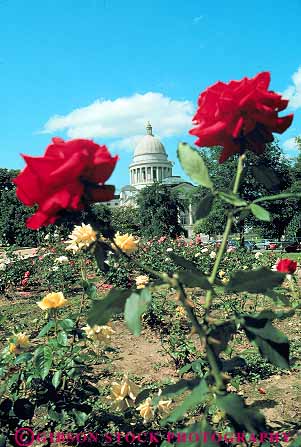 Stock Photo #13959: keywords - arkansas building capitol capitols dome domes flower flowering flowers focus little rock rose roses soft spring state summer vert