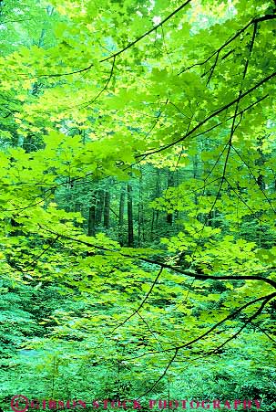 Stock Photo #12049: keywords -  appalachian chlorophyll color colorful dense forest great green leaves mountains national park parks photosynthesis public smoky tennessee tree trees vert