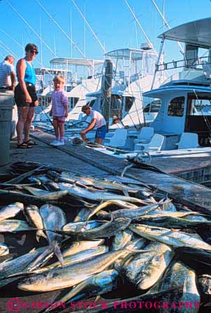 Stock Photo #9554: keywords -  banks beach beaches cape carolina catch caught coast coastal destination dock docks dolphin fish fishing hatteras inlet landed north oregon outer resort resorts seashore shore shoreline sport summer travel vacation vert