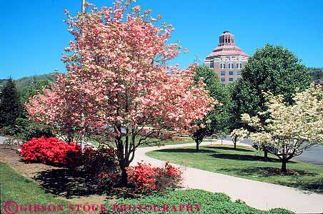 Stock Photo #14015: keywords - asheville blossoming blossoms carolina cities city colorful dogwood downtown flower flowering flowers horz north pink season spring town towns tree trees