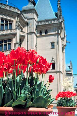Stock Photo #14024: keywords - asheville biltmore building carolina estate estates flower flowering flowers home landmark landmarks mansion mansions millionaire north red tulips vert wealth wealthy