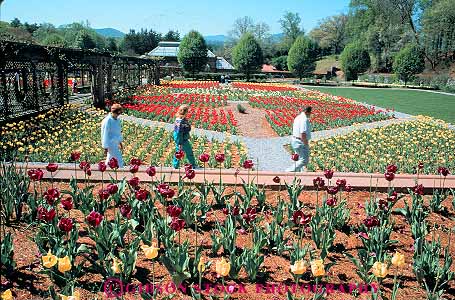 Stock Photo #14028: keywords -  asheville biltmore carolina estate estates flowering flowers garden gardens horz landmark landmarks mansion mansions millionaire north people spring summer touring tourist tourists tulip tulips wealth wealthy