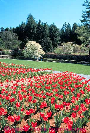 Stock Photo #14029: keywords -  asheville biltmore carolina estate estates flowering flowers garden gardens landmark landmarks mansion mansions millionaire north people red spring summer touring tourist tourists tulip tulips vert wealth wealthy