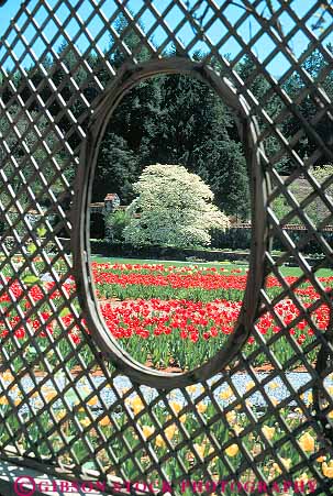 Stock Photo #14030: keywords - asheville biltmore carolina circle circular estate estates flowering flowers garden gardens grid grids landmark landmarks lattice latticework mansion mansions millionaire north opening oval ovals round rounded spring summer through trellis tulip tulips vert view views wealth wealthy window wood wooden