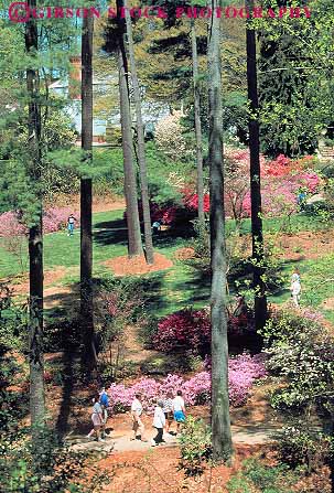 Stock Photo #14031: keywords -  asheville azalea azaleas biltmore carolina estate estates flowering flowers garden gardens landmark landmarks mansion mansions millionaire north path paths people pine red route spring summer touring tourist tourists trail trails tree trees vert walk walker walking walks wealth wealthy
