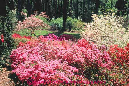 Stock Photo #14032: keywords - asheville azalea azaleas biltmore bush bushes carolina estate estates flower flowering flowers garden gardens horz landmark landmarks mansion mansions millionaire north pink profuse season spring summer tree trees wealth wealthy