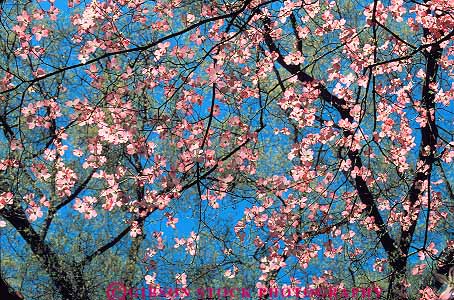 Stock Photo #14033: keywords -  asheville biltmore blossom blossoming blossoms branch branches carolina dogwood estate estates flowering flowers garden gardens horz landmark landmarks mansion mansions millionaire north pink red sky spring summer translucent transparent up upward upwards wealth wealthy