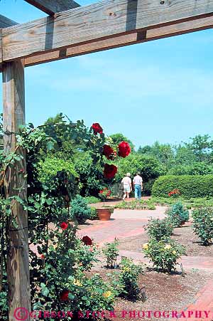 Stock Photo #14062: keywords -  arboreta arboretum botanical carolina couple garden gardens north people plant plants public raleigh rose roses spring state trellis university vert