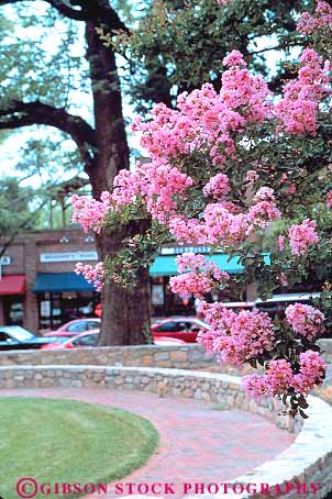 Stock Photo #12372: keywords -  carolina chapel crepe flowers hill myrtle north vert