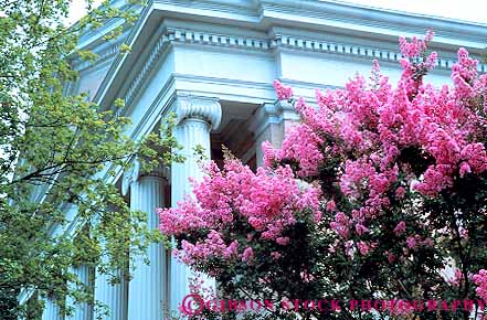 Stock Photo #12375: keywords - architecture baptist blossom blossoming blossoms carolina chapel church courthouse courthouses crepe flower flowering flowers greek hill horz myrtle north pink roman university